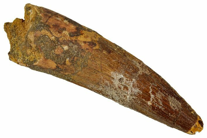 Fossil Spinosaurus Tooth - Real Dinosaur Tooth #354793